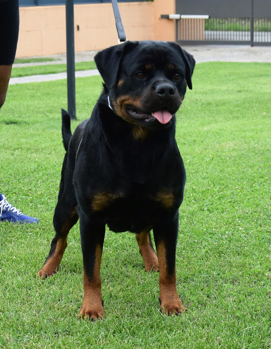 Allevamento Von der Antischlaf - Allevamento Rottweiler a Brescia