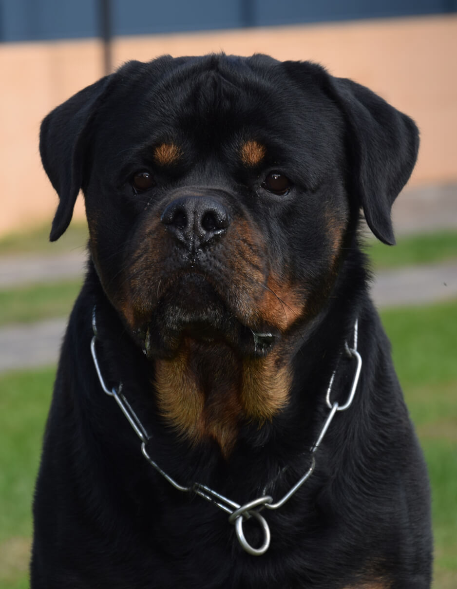 Allevamento Von der Antischlaf - Allevamento Rottweiler a Brescia